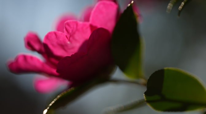 KOHALABO/コハラボ