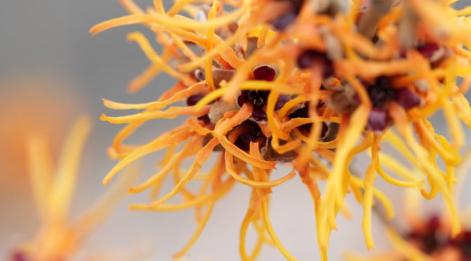 咳7739人、みえてきたこと